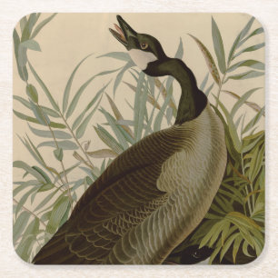 Audubon Canada Goose Wildlife Bird Underlägg Papper Kvadrat