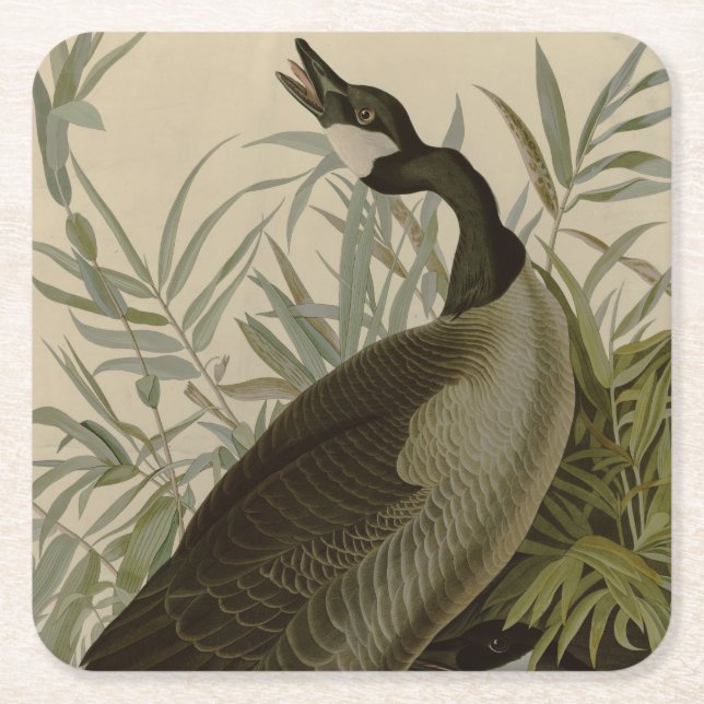 Audubon Canada Goose Wildlife Bird Underlägg Papper Kvadrat (Framsidan)