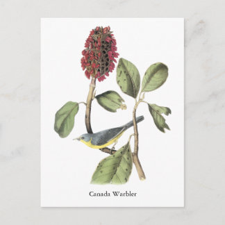 Audubon Canada Warbler Vykort