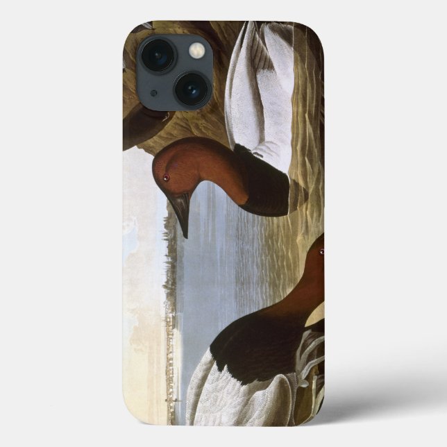 Audubon: Canvasback (Baksida)
