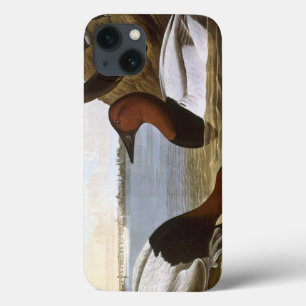 Audubon: Canvasback