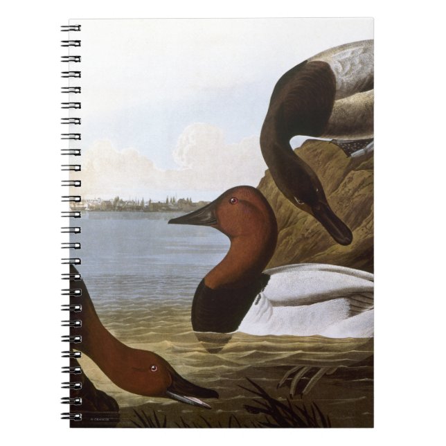 Audubon: Canvasback Anteckningsbok (Framsidan)