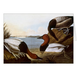 Audubon: Canvasback OBS Kort