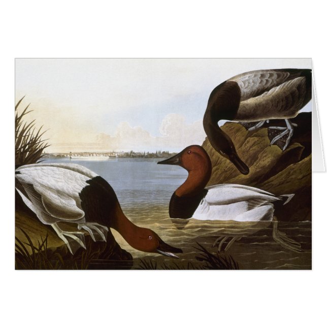 Audubon: Canvasback OBS Kort (Framsidan Horizontal)
