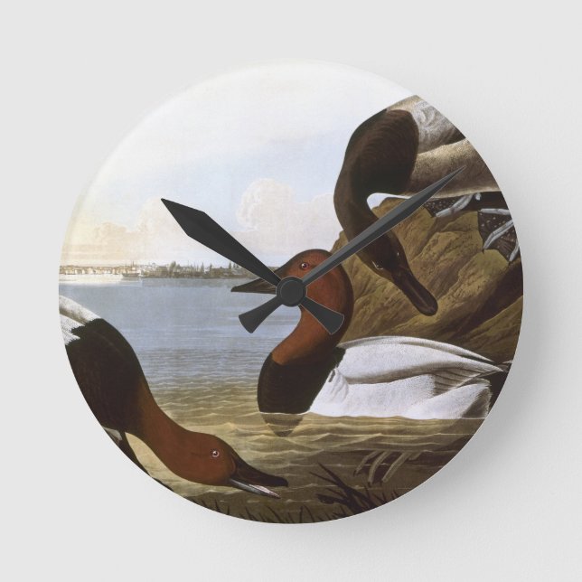 Audubon: Canvasback Rund Klocka (Framsida)