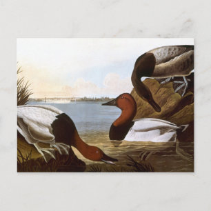 Audubon: Canvasback Vykort