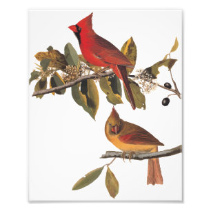 Audubon Cardinal Pair i Vild Almond Träd Fototryck