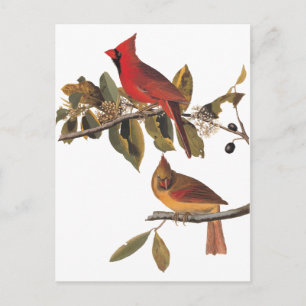 Audubon Cardinal Pair i Vild Almond Träd Vykort