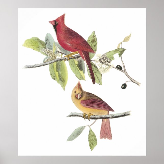 Audubon Cardinal Poster (Framsidan)
