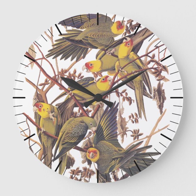 Audubon Carolina Parakeet Stor Klocka (Framsida)