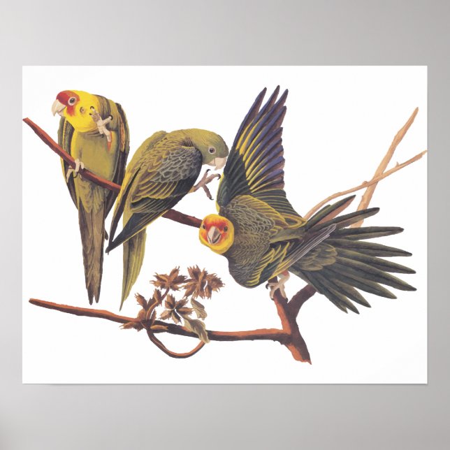 Audubon Carolina Parakeet Trio Poster (Framsidan)