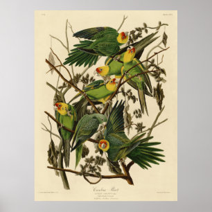 Audubon Carolina Parrot Fågelillustration Poster
