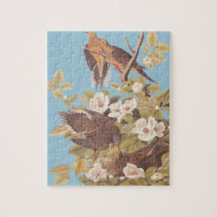 Audubon Carolina Pigeon eller Turtle Dove Pussel