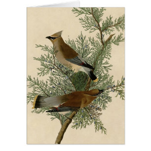 Audubon Cedar Waxwing Bird Hälsningskort