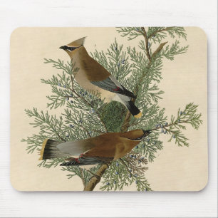 Audubon Cedar Waxwing Bird Musmatta
