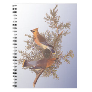Audubon Cedar Waxwing Bird on Evergreen Juniper Anteckningsbok