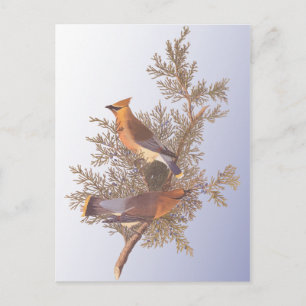 Audubon Cedar Waxwing Bird Vykort