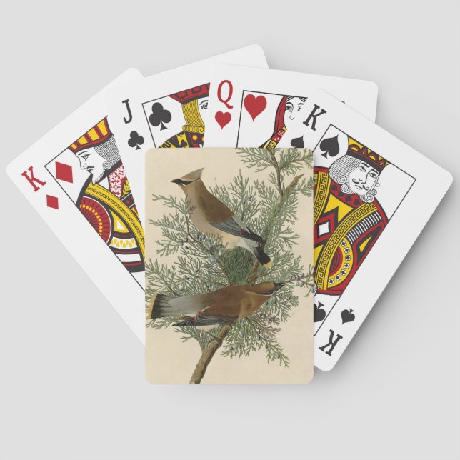 Audubon Ceder Sidensvans Fågel Kortlek (Baksidan)
