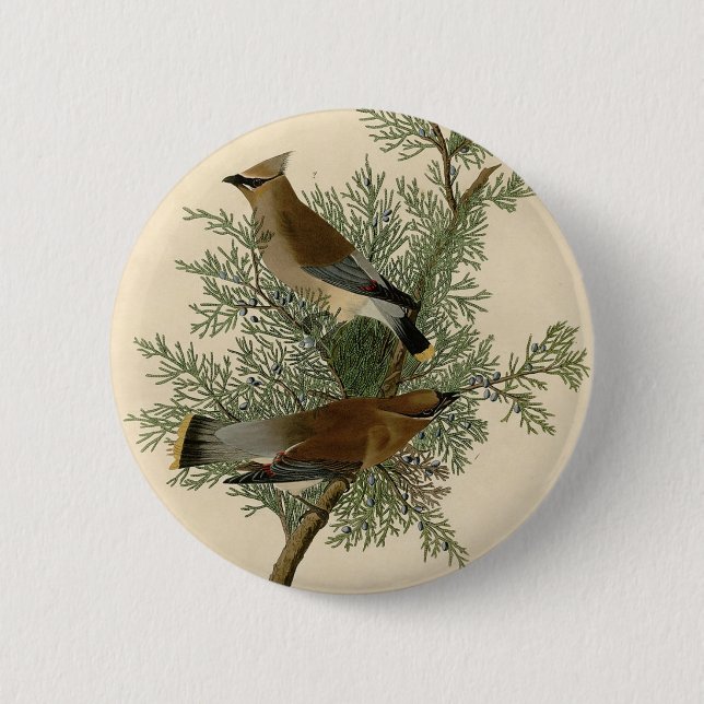 Audubon Ceder Sidensvans Knapp (Framsida)