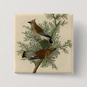 Audubon Cedervaxvinge Knapp