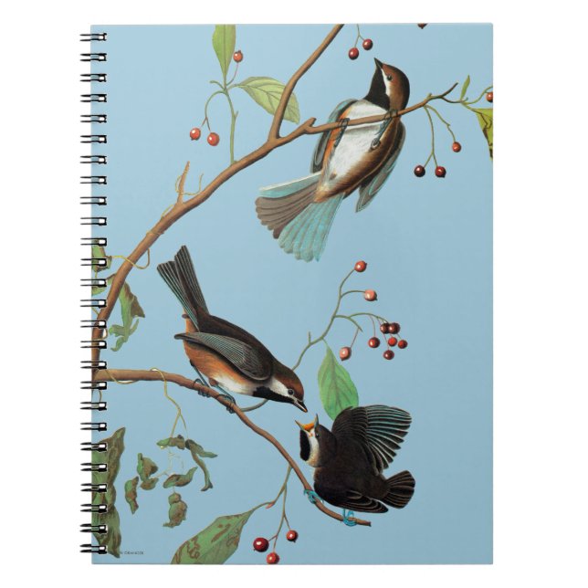 Audubon: Chickadee Anteckningsbok (Framsidan)
