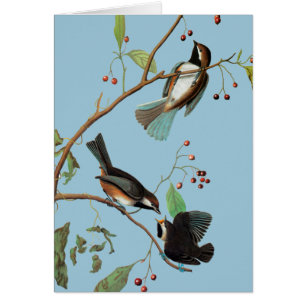 Audubon: Chickadee OBS Kort