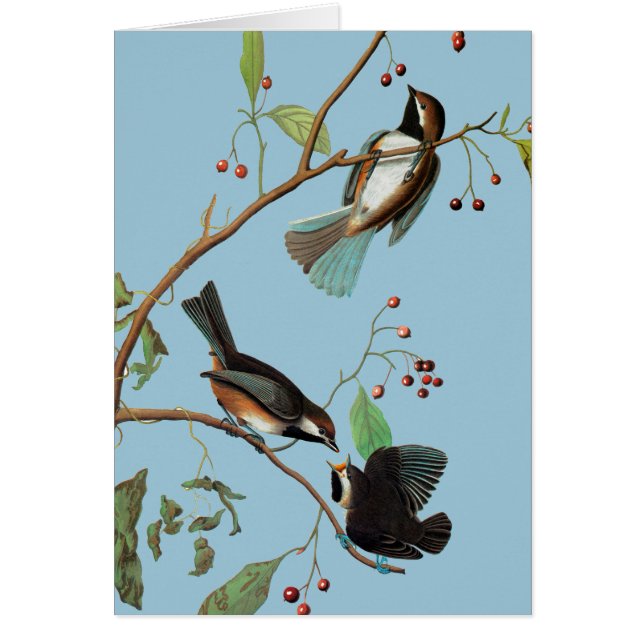 Audubon: Chickadee OBS Kort (Framsidan)