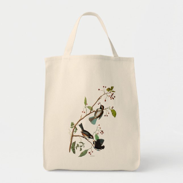 Audubon: Chickadee Tygkasse (Framsidan)