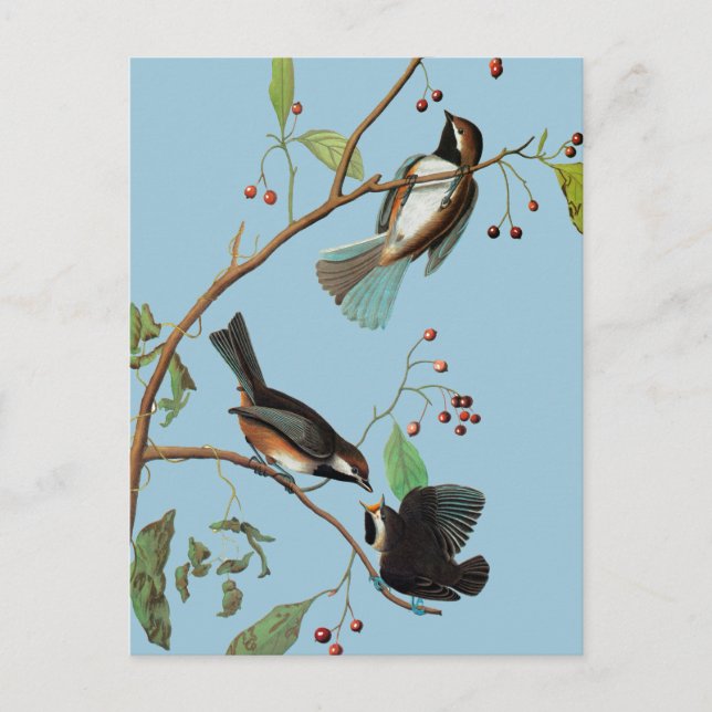 Audubon: Chickadee Vykort (Framsida)
