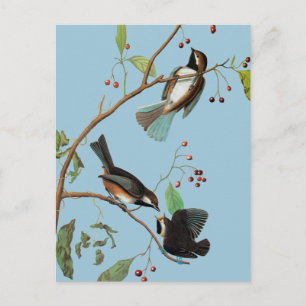 Audubon: Chickadee Vykort