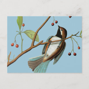 Audubon: Chickadee Vykort