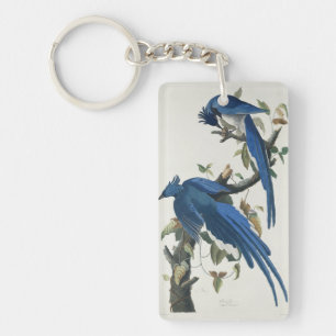 Audubon Columbia Jay Black Throated Magpie Jay