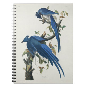 Audubon Columbia Jay Black Throated Magpie Jay Anteckningsbok