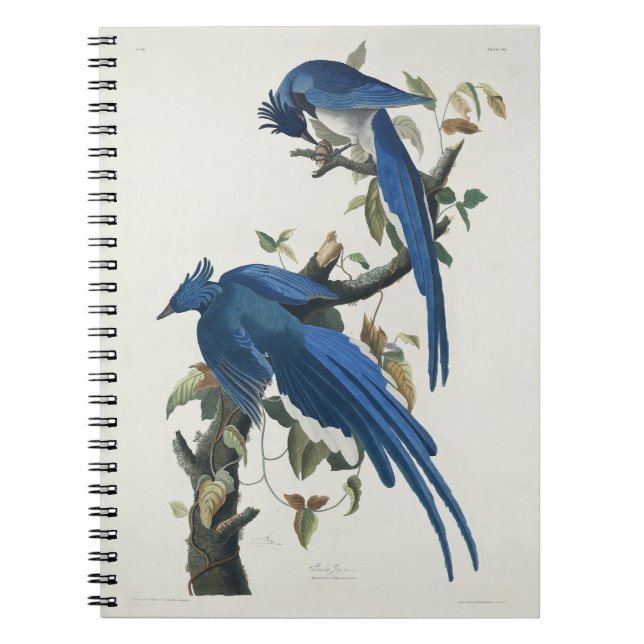 Audubon Columbia Jay Black Throated Magpie Jay Anteckningsbok (Framsidan)