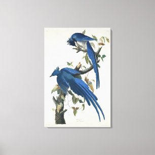 Audubon Columbia Jay Black Throated Magpie Jay Canvastryck