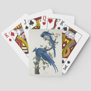 Audubon Columbia Jay Black Throated Magpie Jay Casinokort