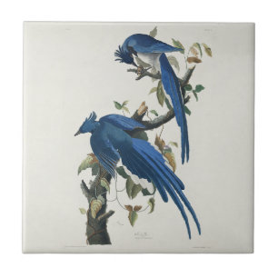 Audubon Columbia Jay Black Throated Magpie Jay Kakelplatta