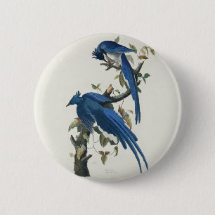 Audubon Columbia Jay Black Throated Magpie Jay Knapp