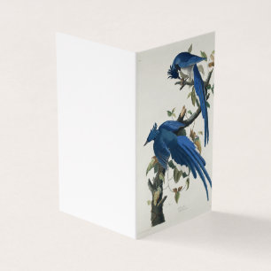 Audubon Columbia Jay Black Throated Magpie Jay Kort