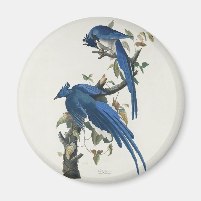 Audubon Columbia Jay Black Throated Magpie Jay Magnet (Framsidan)