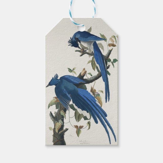 Audubon Columbia Jay Black Throated Magpie Jay Presentetikett (Framsidan)