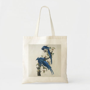 Audubon Columbia Jay Black Throated Magpie Jay Tygkasse
