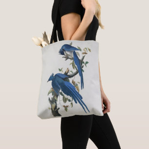 Audubon Columbia Jay Black Throated Magpie Jay Tygkasse
