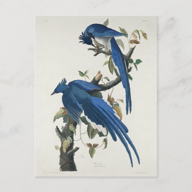 Audubon Columbia Jay Black Throated Magpie Jay Vykort (Framsida)
