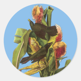 Audubon Common Grackle Bird Art Stickers Runt Klistermärke