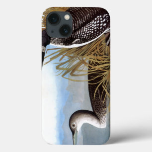 Audubon: Common Loon