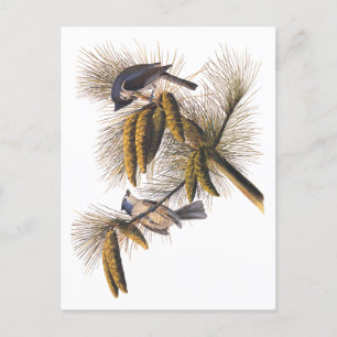 Audubon Crestmus Birds in Gräs Träd Vykort