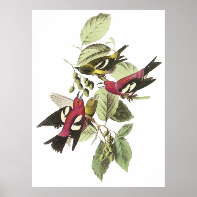 Audubon Crossbill Poster (Framsidan)