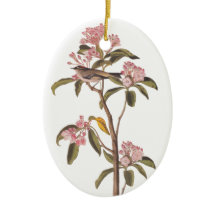 Audubon Cuviers Kinglet Myasty Bird