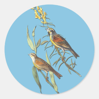 Audubon Dickcissel Bird Art Stickers Runt Klistermärke